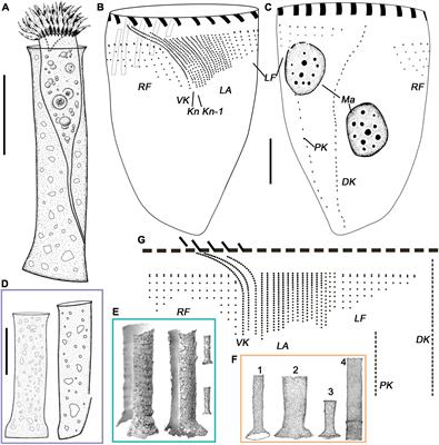 Taxonomy and Phylogeny of Two Tintinnid Ciliates of Leprotintinnus (Protista, Ciliophora, Choreotrichida) Combining the Loricae, Cytological, Ontogenetic Features, and Barcoding Genes